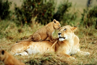 Lioness at Ruaha