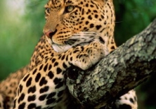 Leopard in the Serengeti