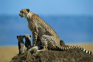 Cheeters in Ngorongoro