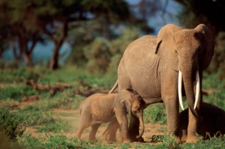 Elephants on Tarangire