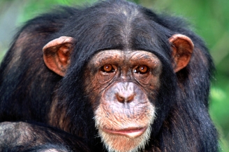 The Gombe Chimp