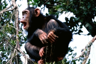 Chimp