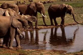 Elephants in the Selous