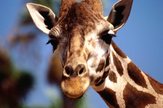 Giraffes in Arusha Park