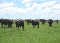Buffalos at Ruaha