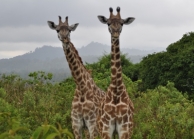 Arusha Park
