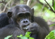 Chimps at Gombe