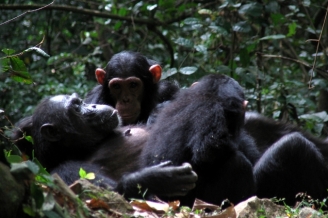 Chimps at Gombe