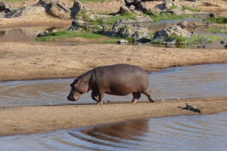 Hippo at Ruaha Park