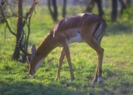 Impala at Mikumi Park