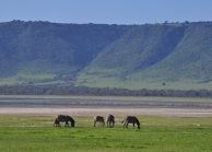 Ngorongoro Crater