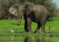 Elephants in the Selous