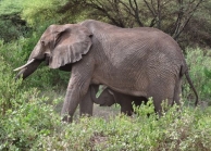 Elephants in Tarangire